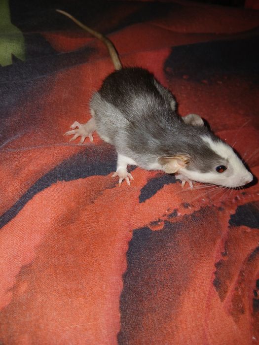 крысы, щури Дамбо, 2 місяць