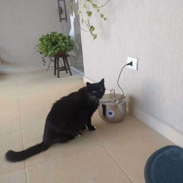 Bebedouro Fonte automática de água para cães e gatos 100% Inox - 4 litros