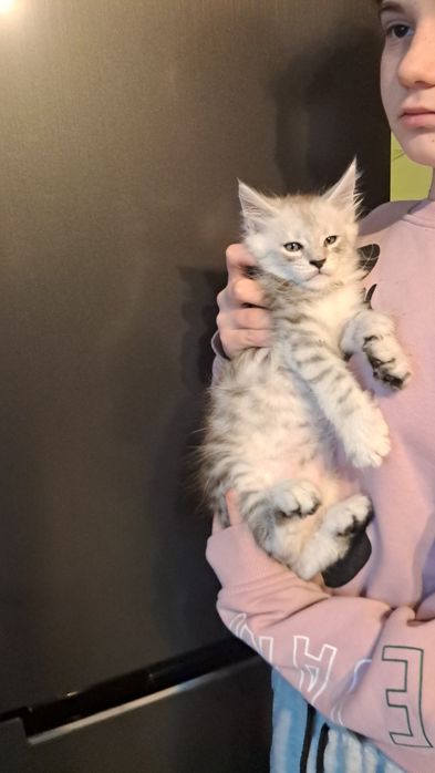 Kocurek z rodowodem FPL