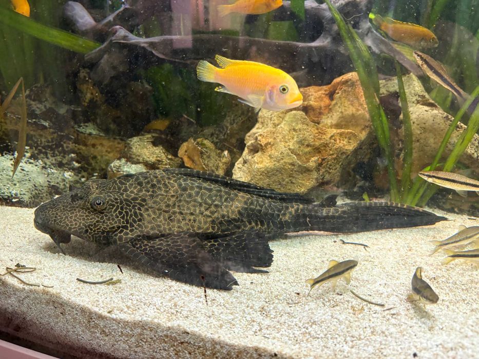 Zbrojnik lamparci (Pterygoplichthys gibbiceps) 40cm para!!
