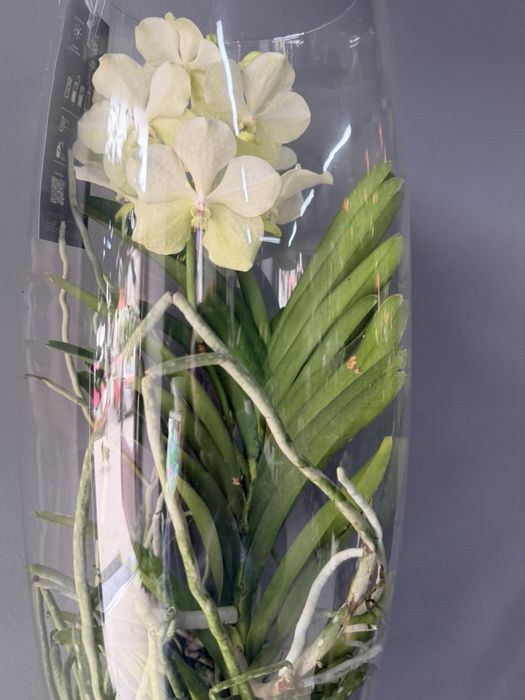 Орхідея Ванда, vanda