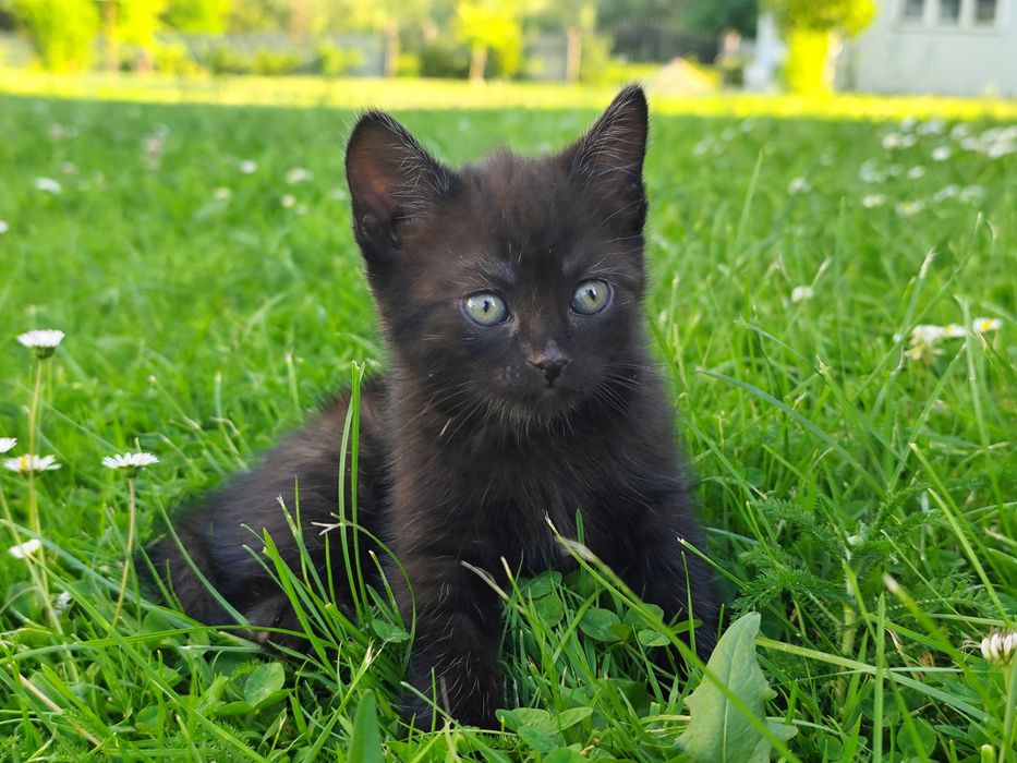 Продам британського котика