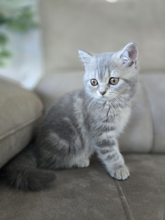 Gatinha Scottish Straight, Silver Tabby