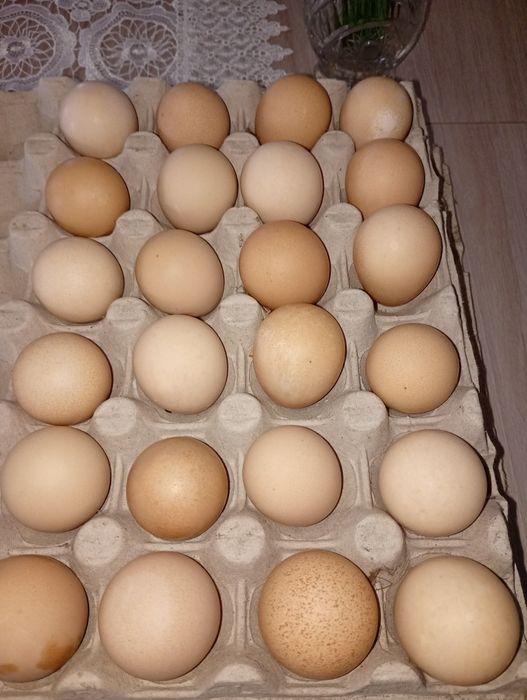 Jaja lęgowe perliczek