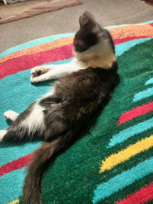 Чудовий хлопчик у родину