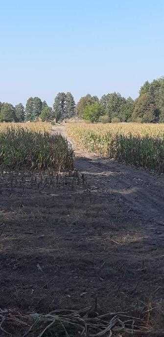 Malownicza działka pod siedlisko w Nowym Dąbiu gm Łabiszyn