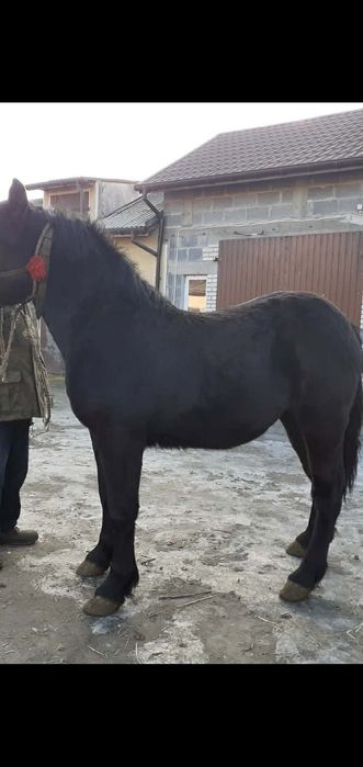 Sprzedam źrebicę zimnokrwistą