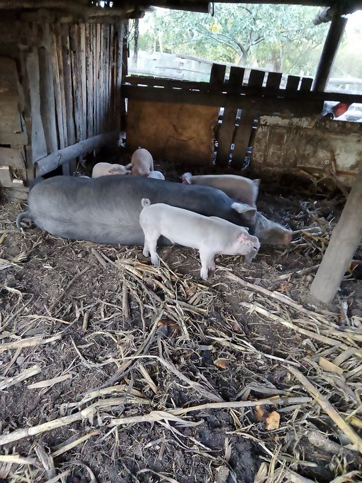 Свині на відгудівлю