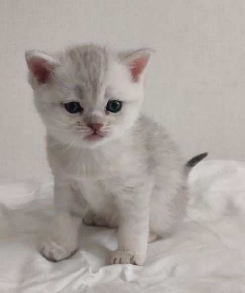 Кошеня шотландське хлопчик