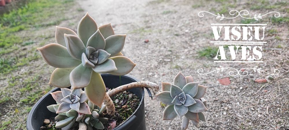 Planta suculenta