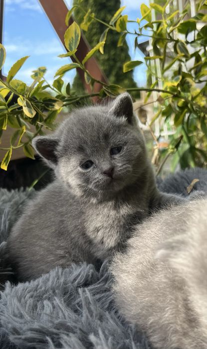 Brytyjski niebieski kocurek