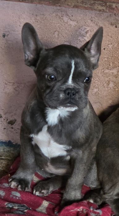 Buldogue francês femea