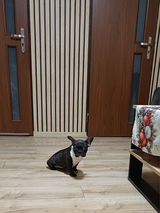 Buldog Francuski suczka