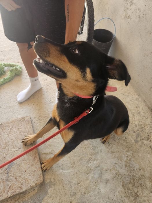 Cadela para adoção