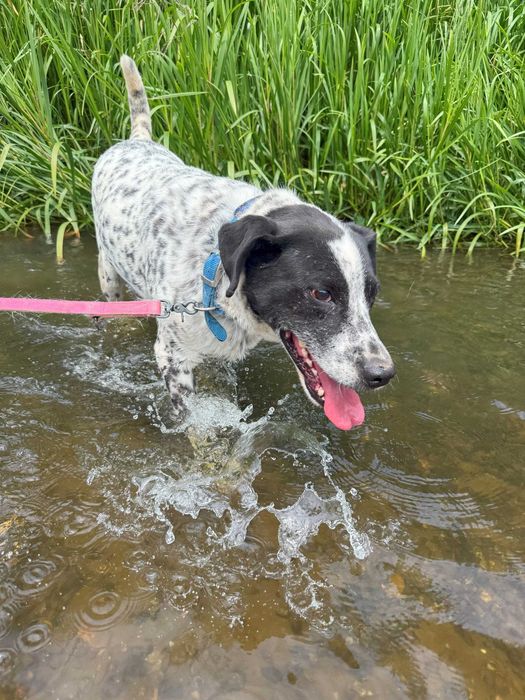 Pies w typie dalmatyńczyka – Ambaras szuka domu!