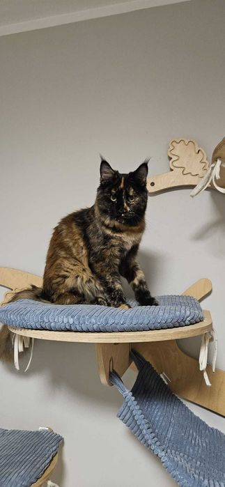 Kotka Maine Coon INKA
