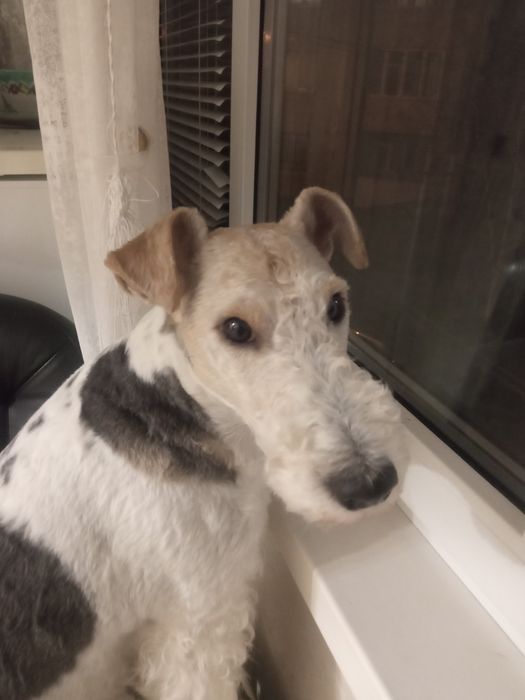 Ж/ш Фокс тер'єр кобель в'язка