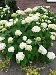 Hortensja Drzewiasta Annabelle 4 Letnia Cena 55 zł