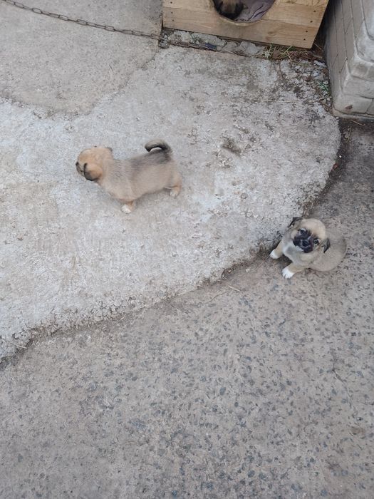 Собаченята в добрі руки