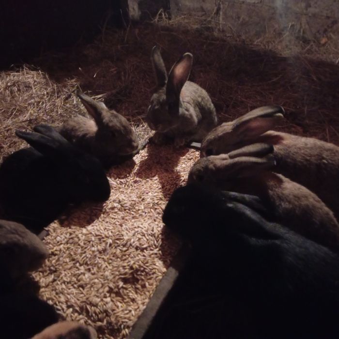 Продаю кроїв що саме вас цікавить самці є білі риже сивіші