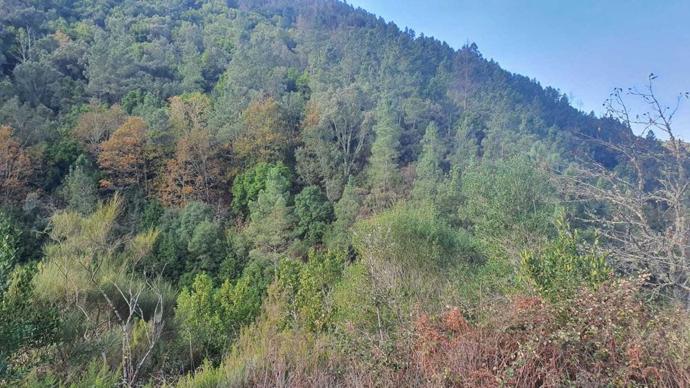 Quinta com ribeira, vistas para a serra – Monte Redondo