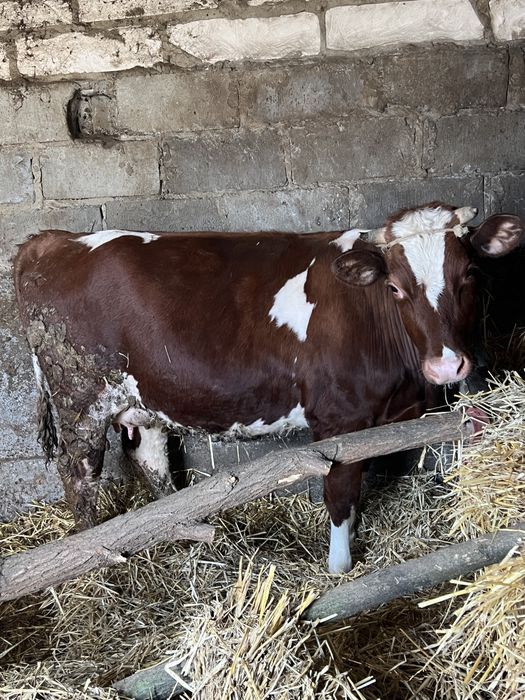 Sprzedam jalówkę z cielakiem