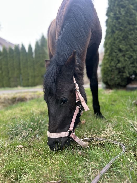 Sprzedam Klacz 10 miesiecy