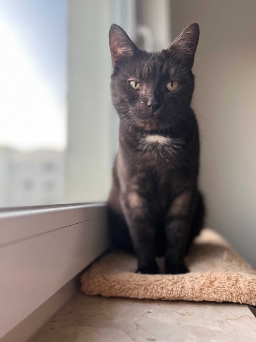Luna - kotka do adopcji