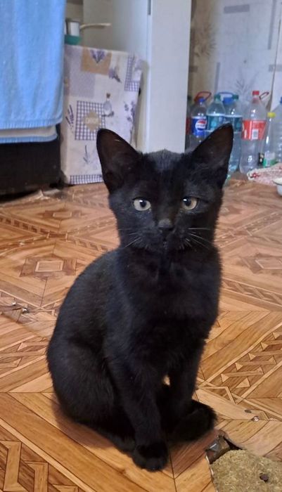 Котята котики отдам котенок девочка 3 м