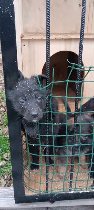 Цуценята 1,5 місяці в добрі руки м. Калуш безкоштовно !