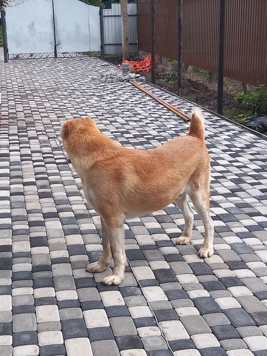 Кобель Алабай для вязки