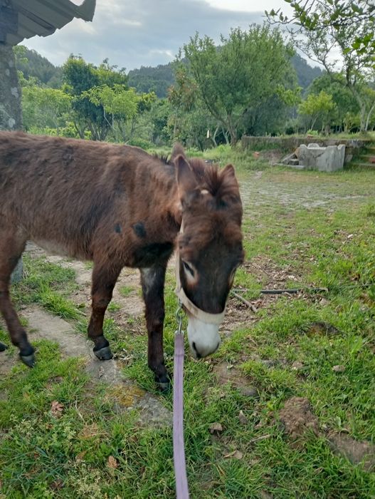 Vende se Burro 3 anos