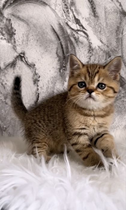 Чудо котик шотландець