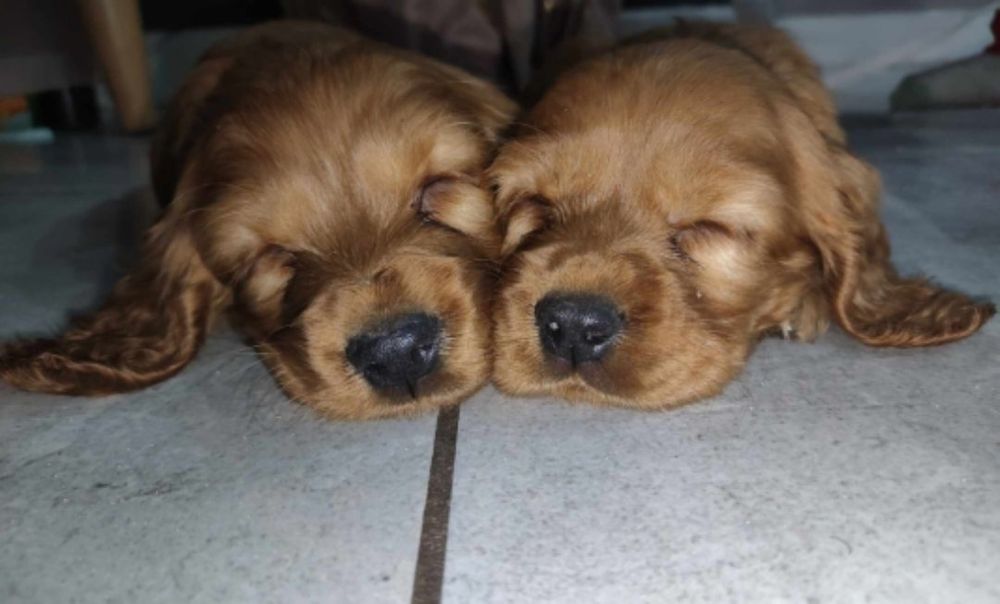 Cocker spaniel angielski piesek ostanie dwa pieski