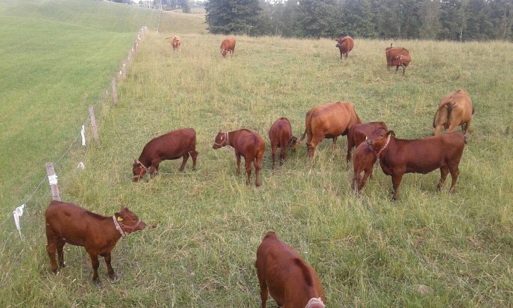 Jałówki rasy Polska Czerwona Zasoby Genetyczne