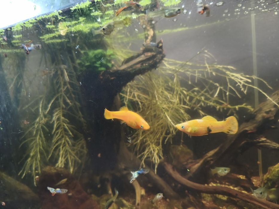 Vendo ou troco  3 Mollys