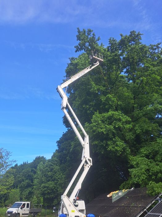 Wycinka drzew, pielęgnacja zielenii