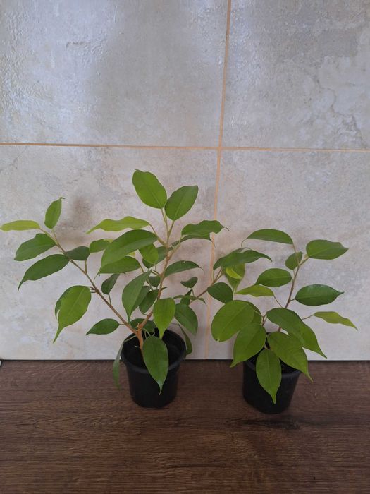 Фікуси бенджаміна неон, алі, анастасія, амстел голд