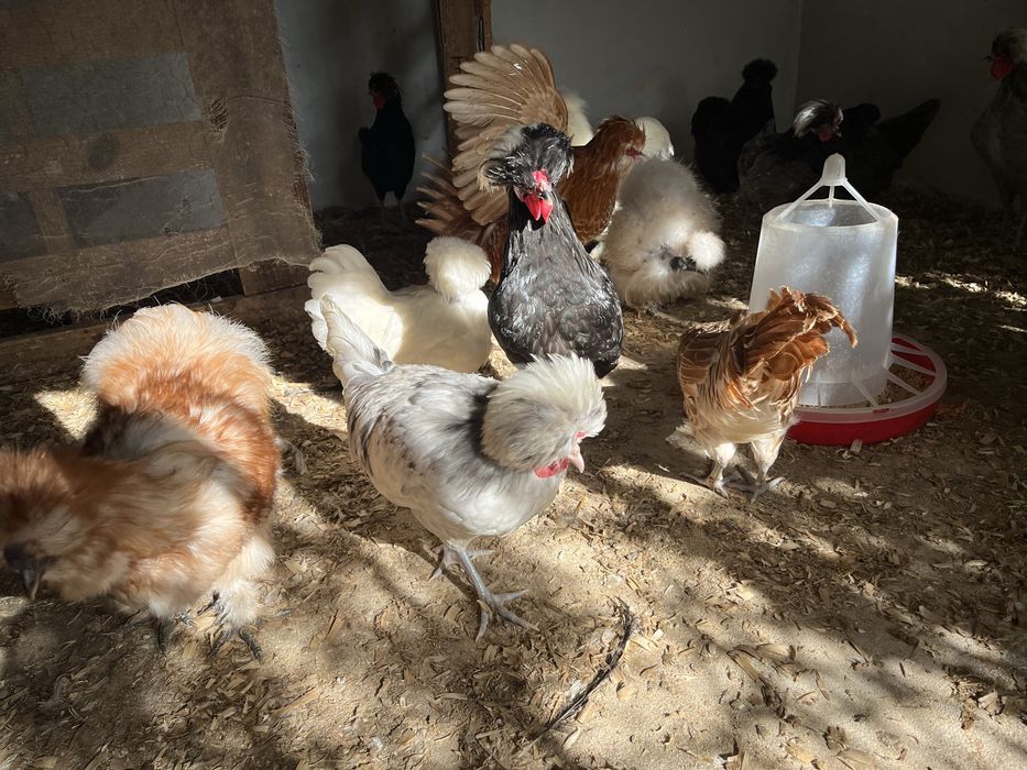 Sedosas do Japao, Paduanas e Holandesas Monuda