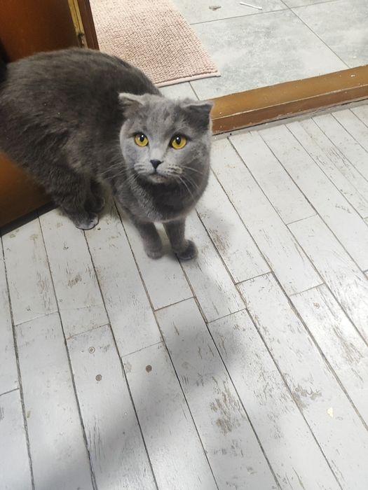 Британська висловуха