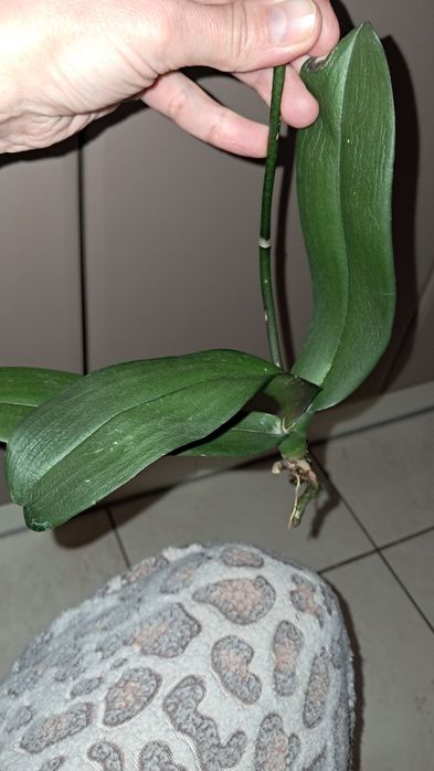 Реанімашки орхідеї