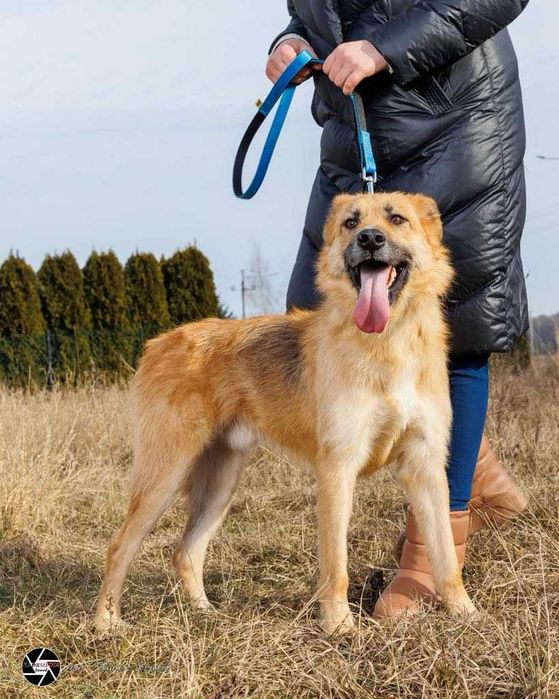 Wyjątkowy pieszczoch George szuka domu