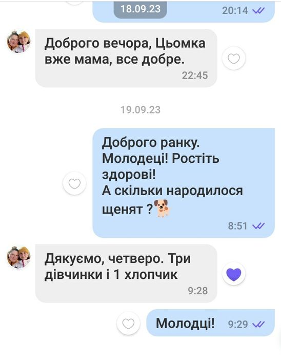 В'язка йорка (хлопчик)