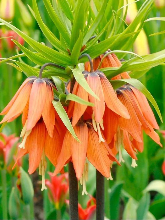 Рябчик дітки  , рослини , рябчик