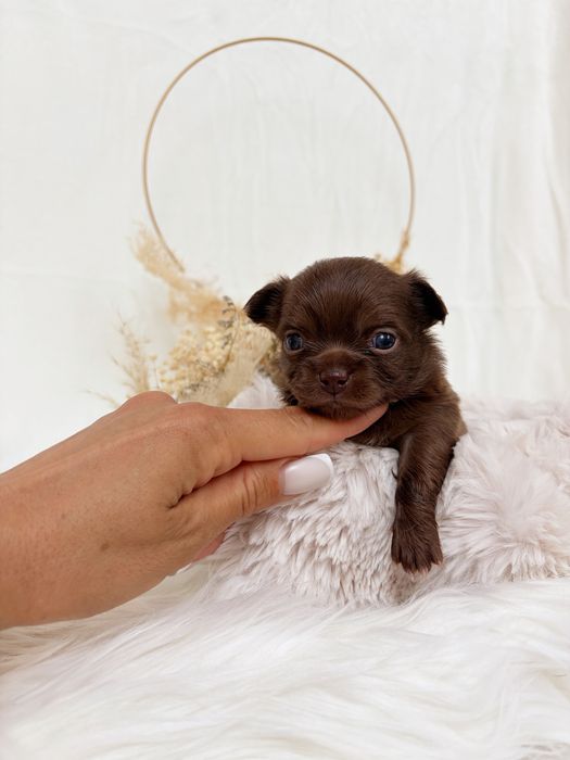 Chihuahua * czekoladowy * długowłosy