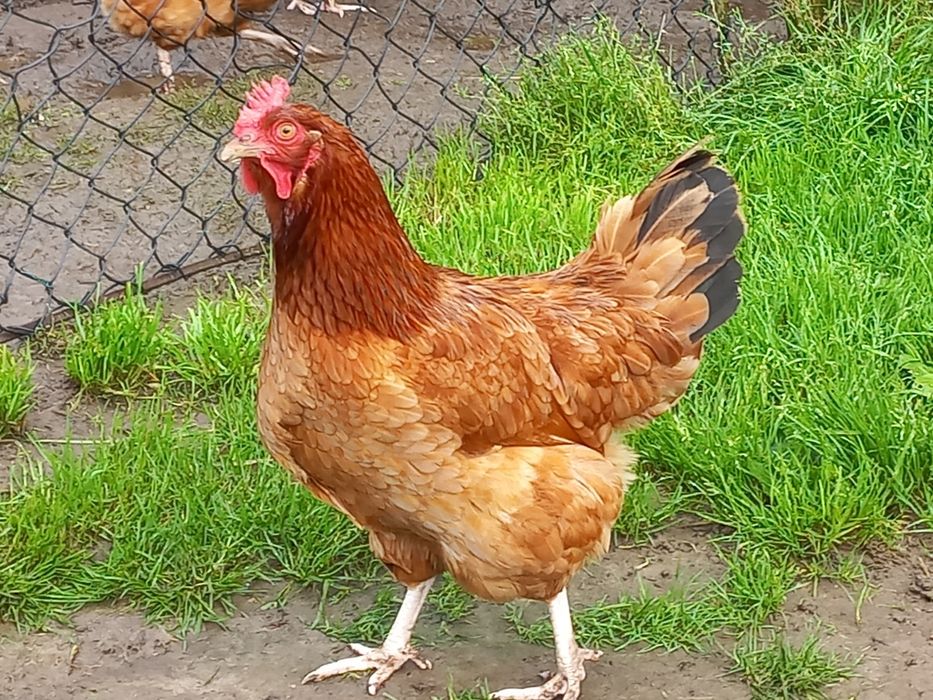 Jajka wiejskie z wolnego wybiegu