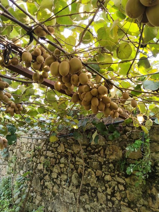 Venda de Kiwi amarelo.
