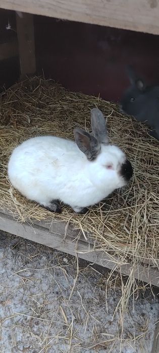 Króliki samce kalifornijskie
