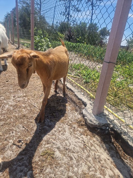 Casal de cabras anãs com 2 anos de idade.