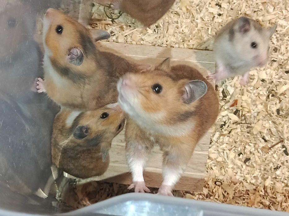 Королевский красивенный хомяк